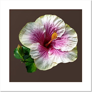 Hibiscus - Hibiscus Candy Striper Posters and Art